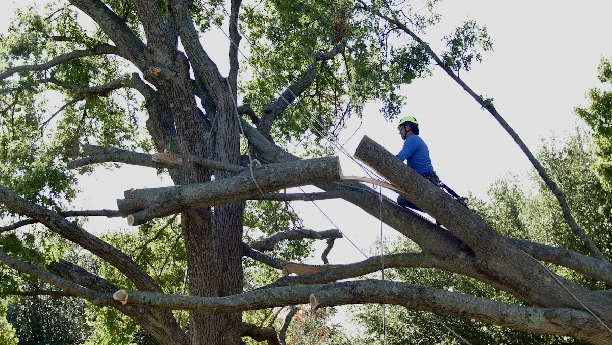 Professional Crown Thinning performed by certified arborists in Tarrytown