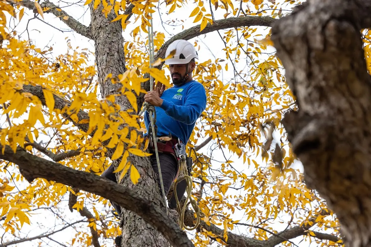 Skilled Tree Trimming crew working in Tarrytown