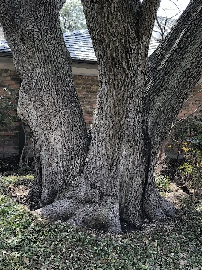 Mature heritage tree close to a Tarrytown property cared for by certified arborists